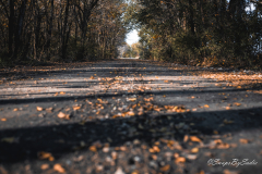 landscape-10