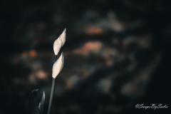 landscape-13