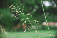 landscape-14