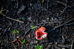 landscape-15