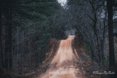 landscape-17