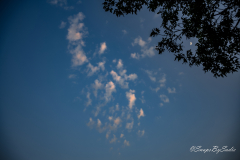 landscape-19