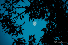 landscape-20