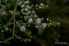 landscape-3