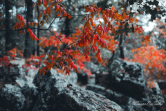 landscape-8